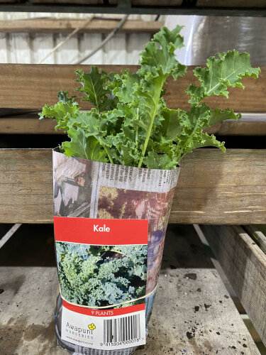 Kale